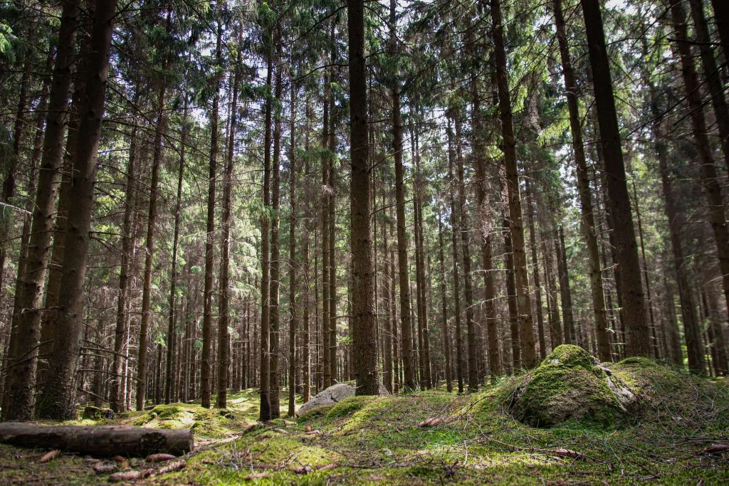 Kimberly-Clark halverar behovet av massaved från boreala skogar 5 Exempel på boreal skog med gran