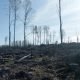 Normalstort fläckmarkberett hygge 2021
