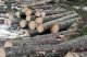 stora högar med grantimmer
