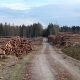 rundvirkeslager-sågverk-massaved