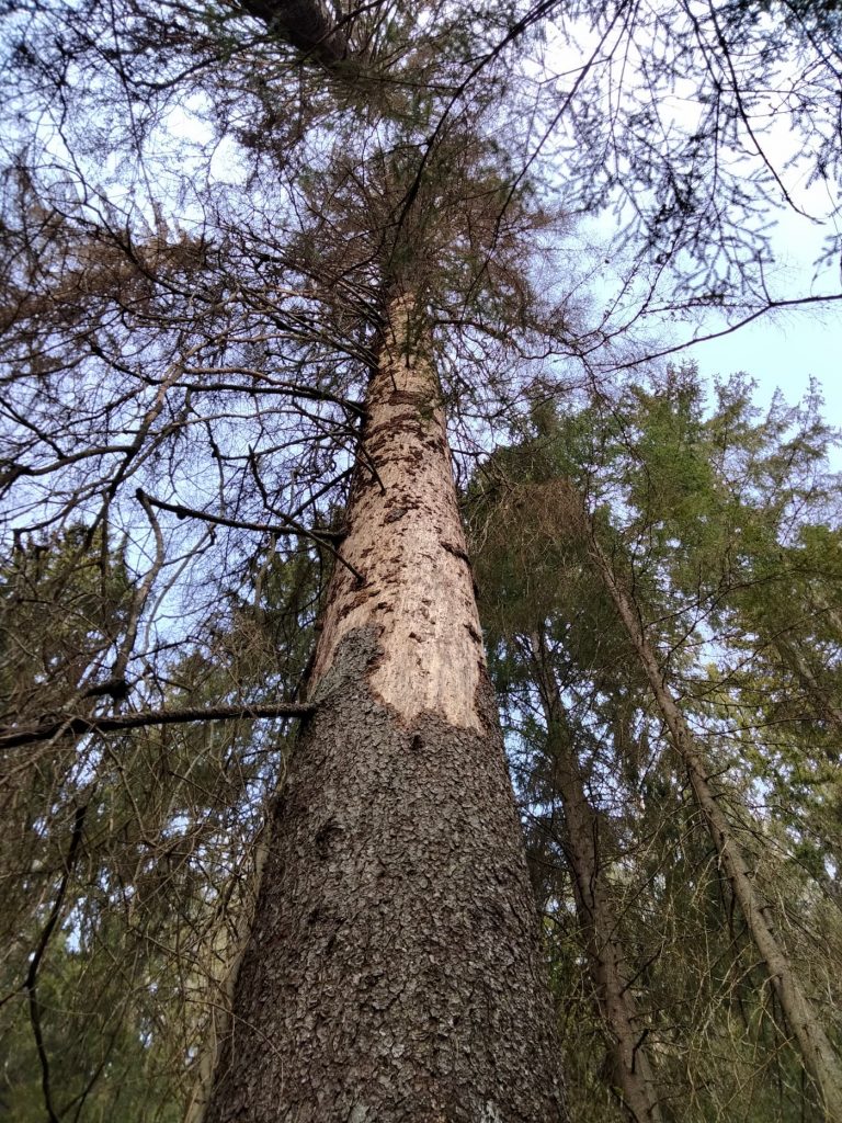 Skyddad "skogsmark" i Sverige 2021 -- svårt att förstå rätt? 7 En torrgran efter angrepp av granbarkborre. Detta träd behöver inte avverkas för att minska angrepp av granbarkborre
