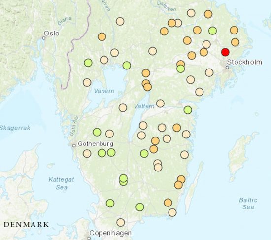 Granbarkborresvärmning vecka 20 — överraskande stor lokalt trots kylan? 4 granbarkborresvärmning vecka 20