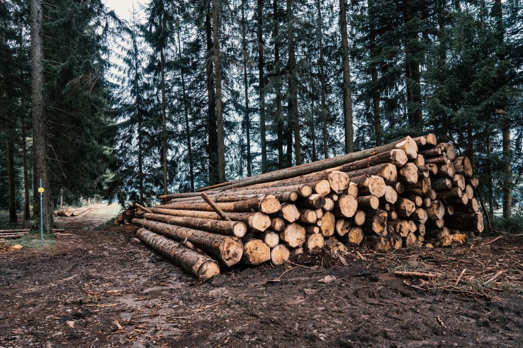 Tysk skogsavverkning rekordhög 2020 - sågverken går för högtryck 6 timmer i skogen efter tysk skogsavverkning