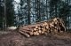 Tysk skogsavverkning rekordhög 2020 - sågverken går för högtryck 7 timmer i skogen efter tysk skogsavverkning