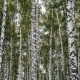 från björkplantor till björkskog