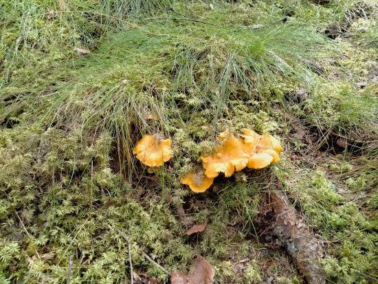 Tips för att hitta kantarellen i skogen 2021 4 kantereller djurstig
