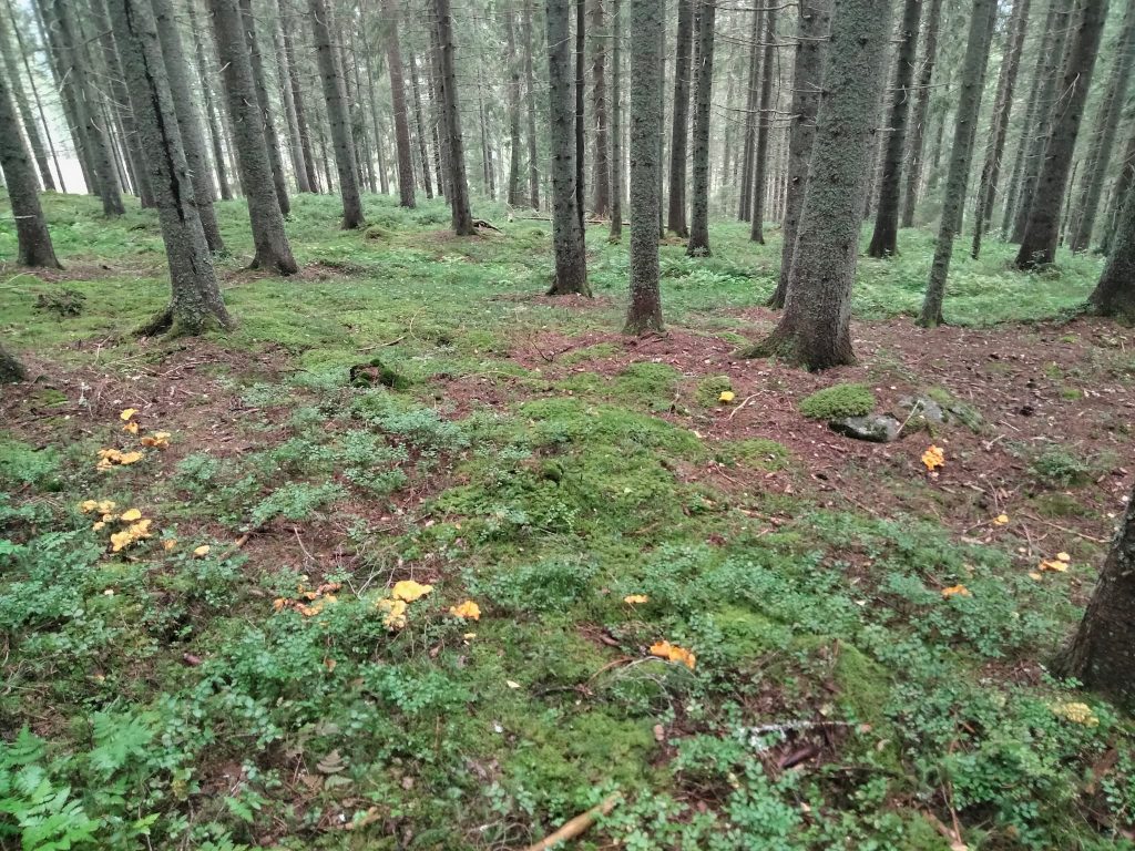Tips för att hitta kantarellen i skogen 2021 6 kantareller växer ofta i ringformationer