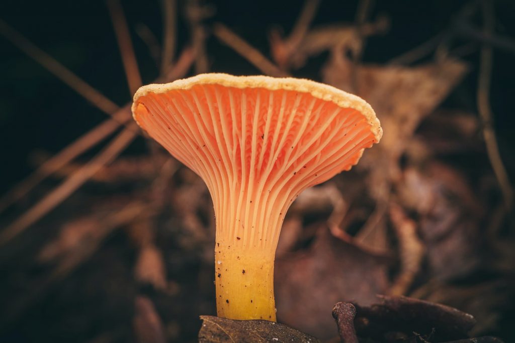 Tips för att hitta kantarellen i skogen 2021 5 Närbild på en kantarell i skogen