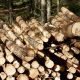 Håller Norra Skog nere massavedspriset i norr? 8 Norra skogs pris på massaved 25% lägre än Södras