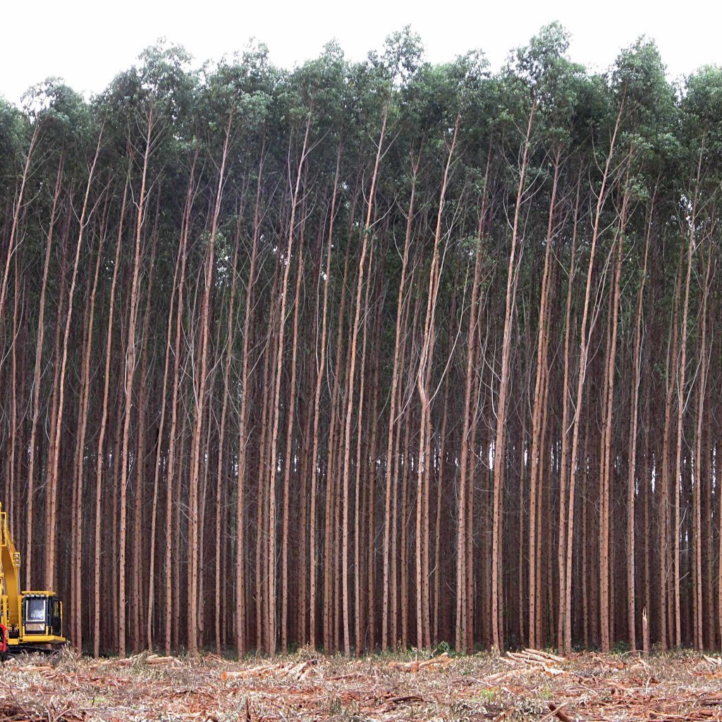 Ska skogsägare betala massabruken för att ta emot veden 2026? 6 Billerud bekräftar strukturellt problem för svensk skogsindustri. Här symboliseras i Eurkalyptusplantage
