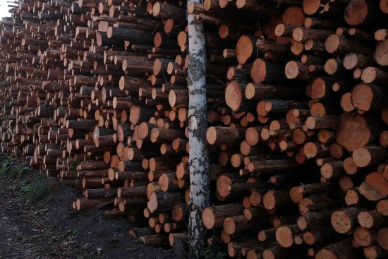 En virkesvälta med barrmassaved levererat av skogsägare. Med en ensam björk som står kvar inuti vältan