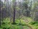 Naturrestaureringsförordningen: Miniminivån som blev urlakad 5 Skyddad skog